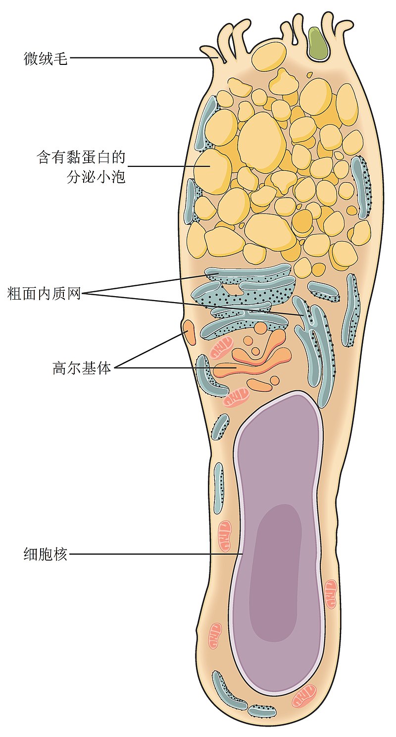 杯状细胞(图1)