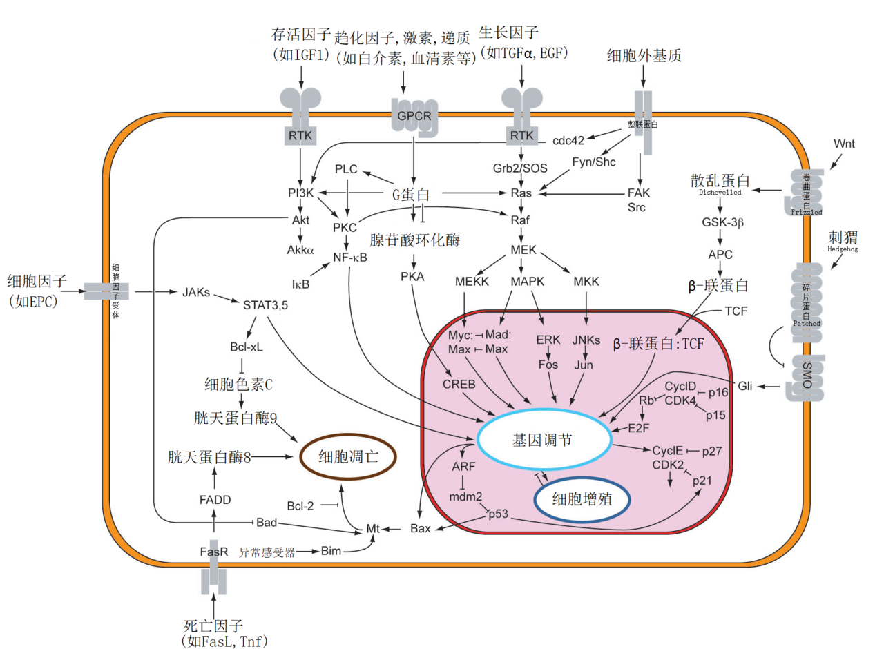 视网膜母细胞瘤蛋白(图2)