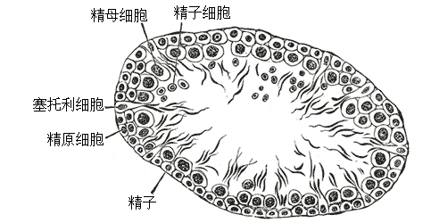 塞尔托利氏细胞(图3)