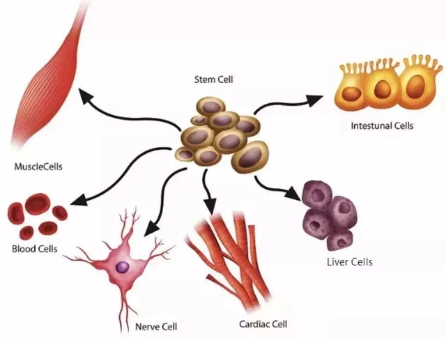 干细胞VS免疫细胞：这2种细胞到底有什么异同？(图1)