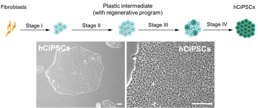 Nature：北京大学邓宏魁团队发布我国自主研发的新一代人多潜能干细胞制备技术(图3)