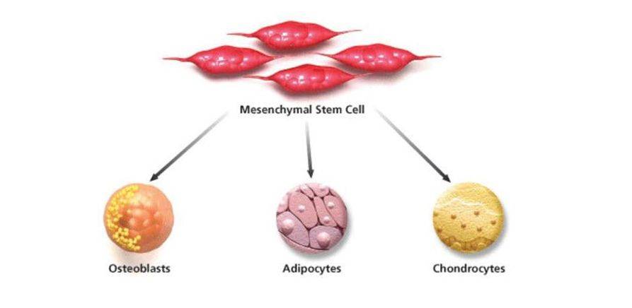 什么是间充质干细胞？有什么作用功效 ？(图2)
