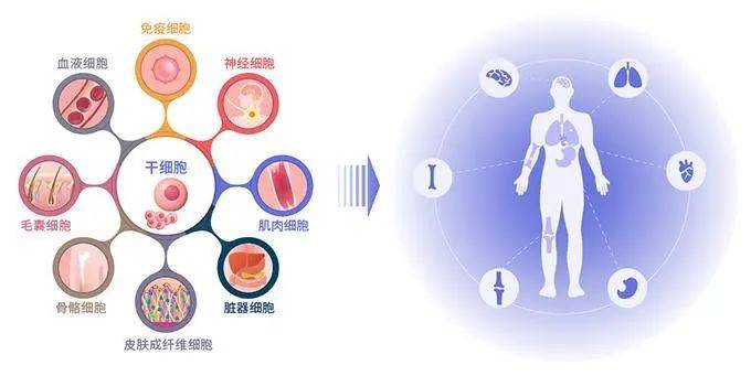 干细胞移植医疗技术普通人该如何理解 (图1)