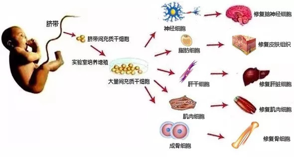 聪明的干细胞，是身体健康的保障(图3)