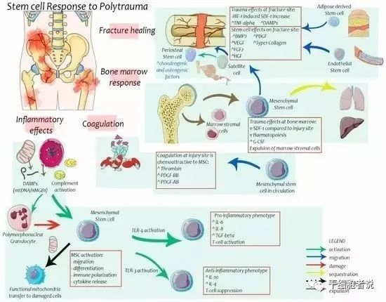 在​创伤修复与组织再生中，干细胞的应用前景(图4)