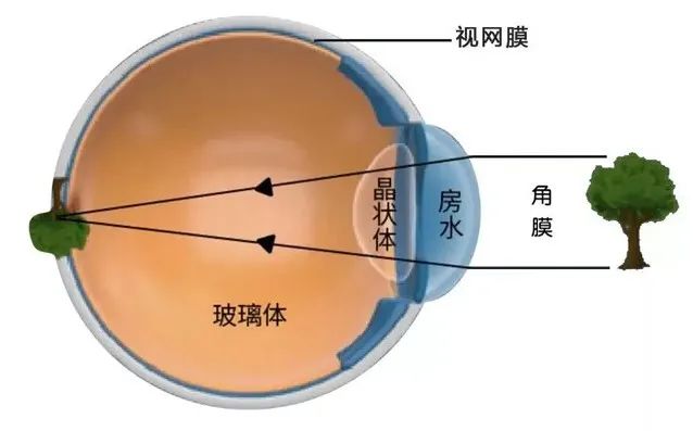 视网膜“再生”不是梦，干细胞技术功不可没(图1)