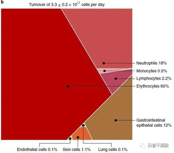 最新科研结果：人体每秒更新380万个细胞(图5)