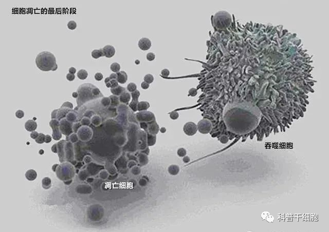 最新科研结果：人体每秒更新380万个细胞(图2)