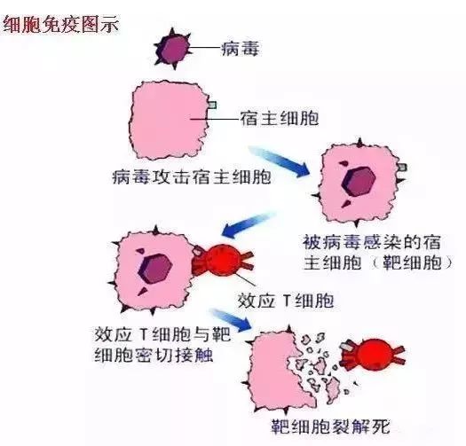 科普 | 时刻守护人体健康的免疫细胞大军(图2)