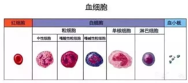 科普 | 时刻守护人体健康的免疫细胞大军(图1)