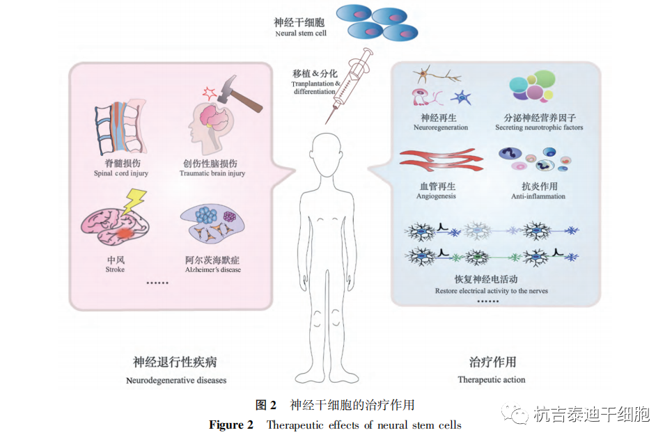 神经干细胞分泌组在神经退行性疾病治疗中的作用(图4)