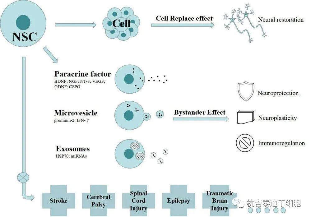 神经干细胞分泌组在神经退行性疾病治疗中的作用(图5)