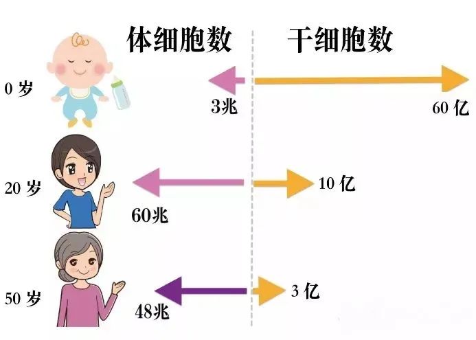 干细胞到底是什么？(图10)