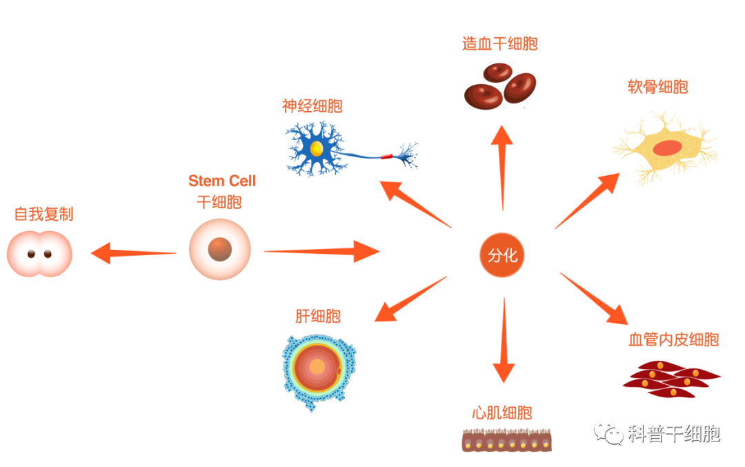 聪明的干细胞，是身体健康的保障(图5)