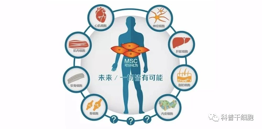 聪明的干细胞，是身体健康的保障(图7)