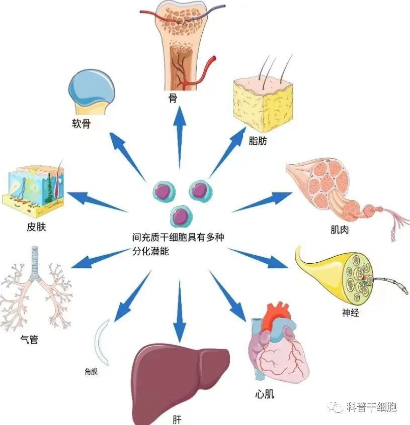 聪明的干细胞，是身体健康的保障(图6)