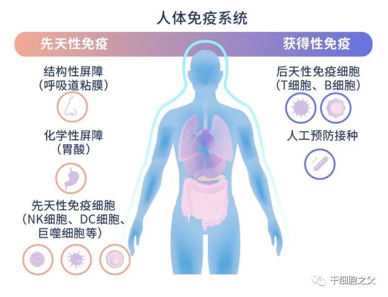 年轻的NK免疫细胞有望延缓衰老过程，治疗年龄相关疾病(图2)