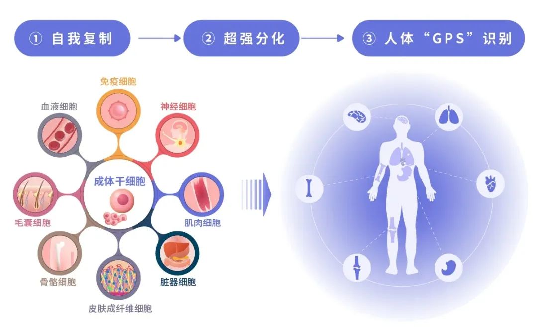 论干细胞的“工作修养”(图2)