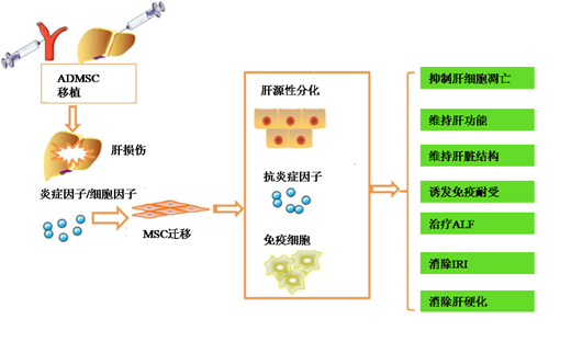 间质干细胞移植，一种新的治疗肝功能衰竭的方法(图5)