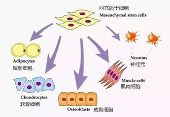 间质干细胞移植，一种新的治疗肝功能衰竭的方法(图4)