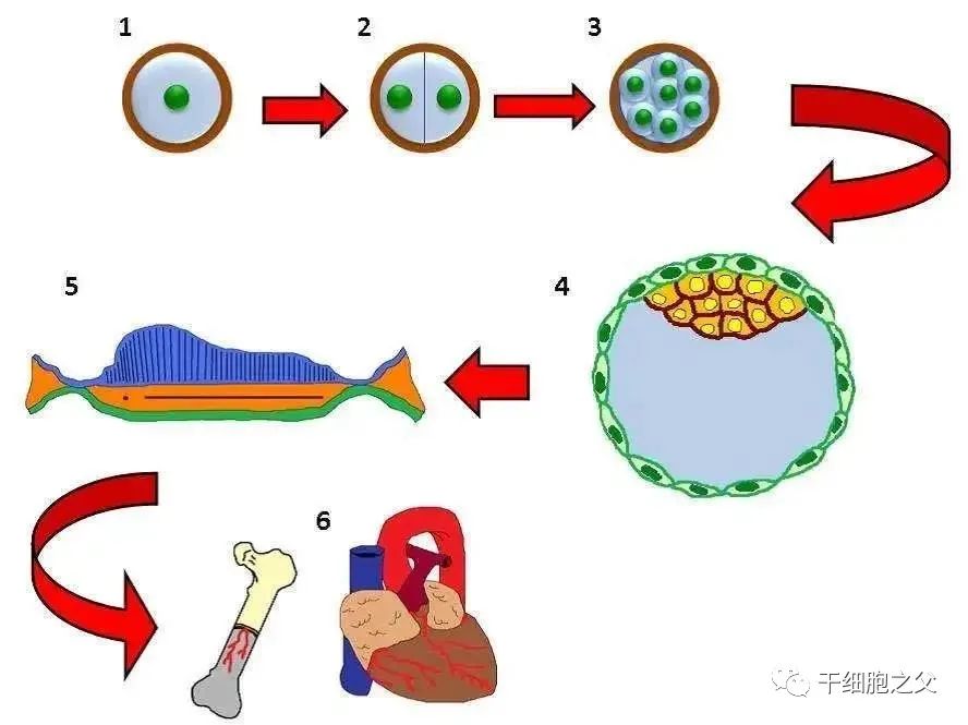 干细胞是干什么的？有什么作用？和 “ 我 ” 有什么关系？(图3)