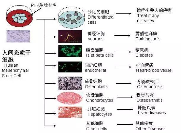 干细胞科普：干细胞分类及特点(图2)