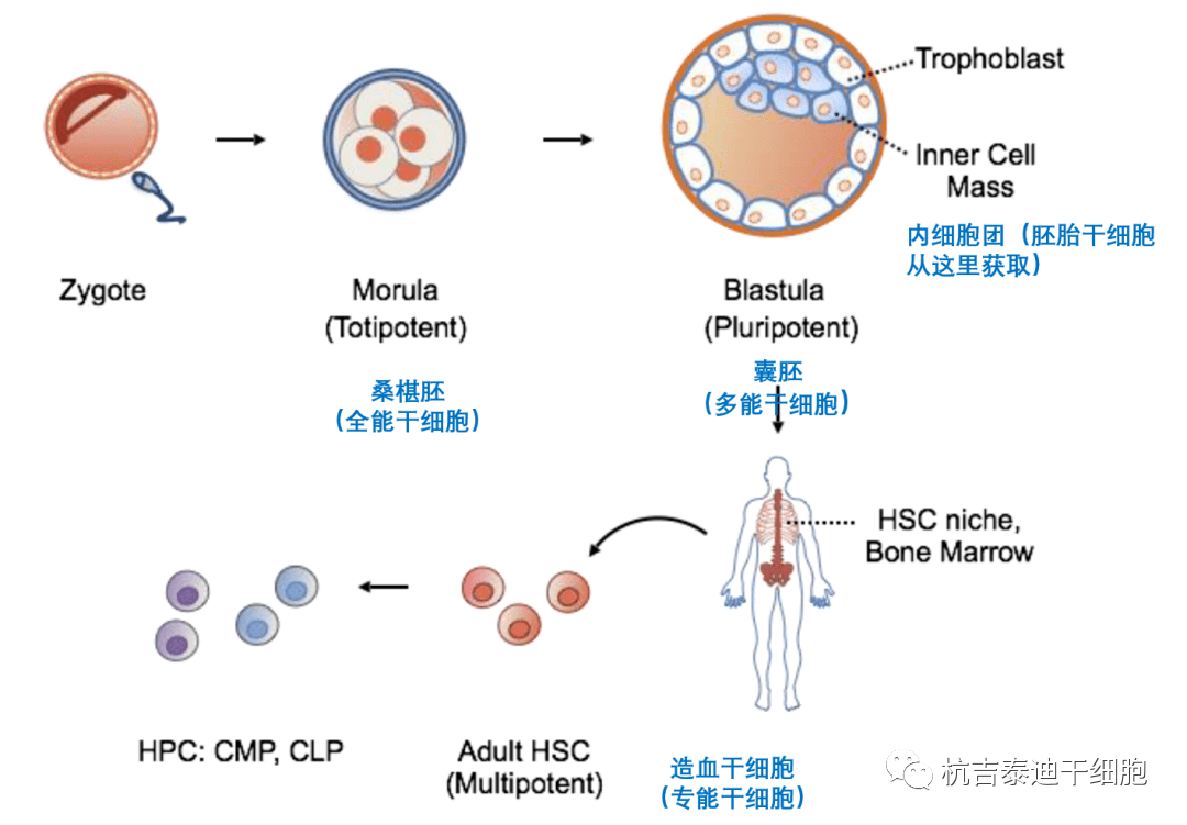 干细胞科普：干细胞分类及特点(图1)